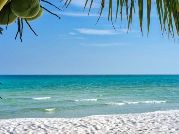 white sand beach, palm leaf, blue sea