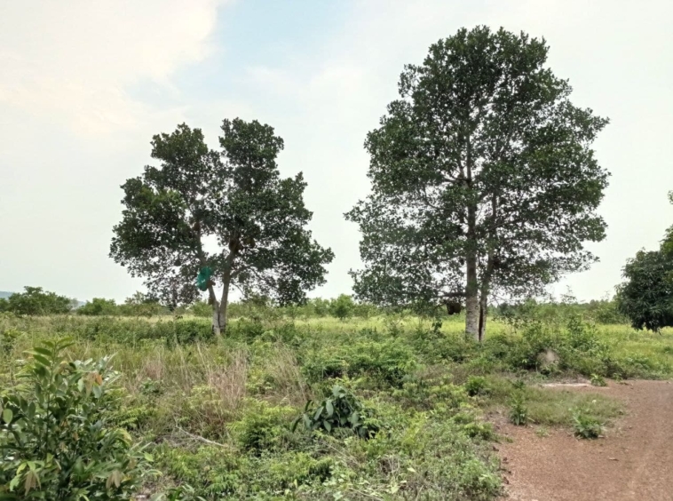 the tree at the land for sale in Srae Ambel