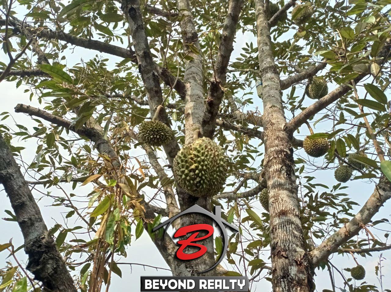 a jackfruit tree at the land for sale in Srae Ambel