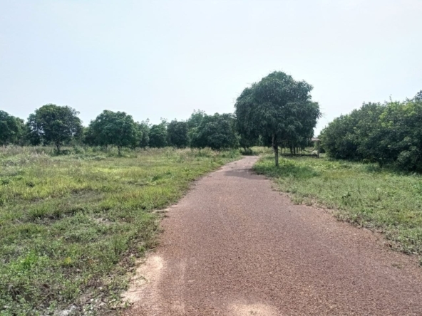 the road of the land for sale in Srae Ambel