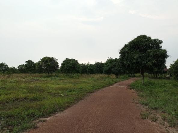the road of the land for sale in Srae Ambel