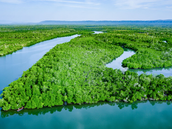 world's second largest mangrove reserve in Botum Sakor near Dara sakor project