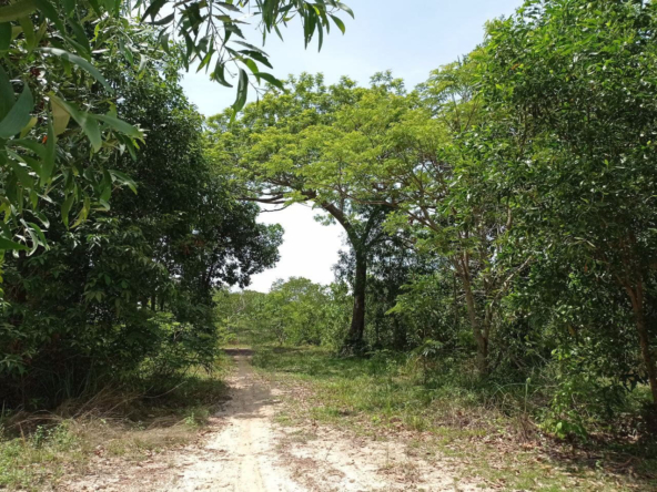 the internal road of beachfront land for sale in Srae Ambel Koh Kong Cambodia